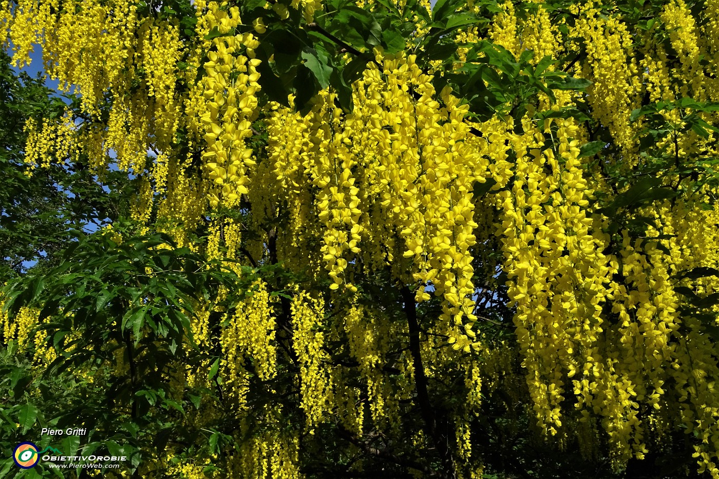 15 Maggiociondoli con cascate di grappoli di fiori gialli .JPG